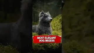 Meet the most elegant dog breeds. #shorts