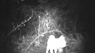 Bobcat at Night