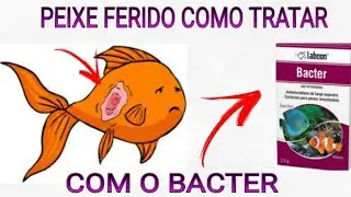 PEIXE FERIDO , MACHUCADO COMO TRATAR com o auxílio do LABCON BACTER