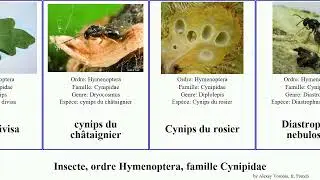 Insecte, ordre Hymenoptera, famille Cynipidae rosier divisa nebulosus Amphibolips Cynips albipes