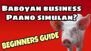 How To Start a Piggery Business || Paano Mag Simula Ng Negosyong Baboyan || Beginners Guide ||