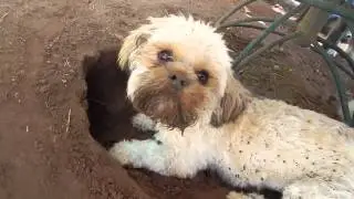 The morning dig session