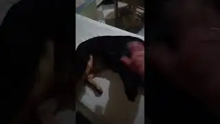 Потребительский терроризм #funny #travel #summer #beach #dahab#holiday #dog#cat#animals #sea