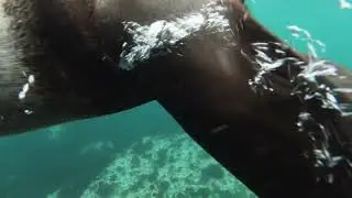 sounds whale, dolphin, sea lion, sea turtle/звуки морских животных дельфина , кита , черепоха , льва