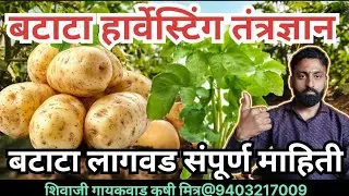 बटाटा लागवड तंत्रज्ञान,बटाटा पिकाविषयी संपूर्ण माहिती, potato farming, बटाटा फवारणी विषयक माहिती,ksk