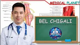 Nerv sistemasi 26. Bel chigali