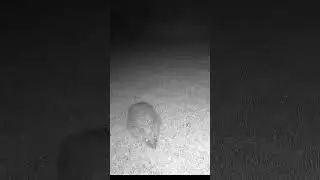 Trail Cam Capture - Hedgehog! #trailcam #trailcamera #hedgehog #ukwildlife #mammal #shorts #short