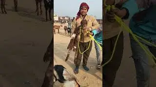 Top Quality Totapari kids 😍 for sale Fatehpur Bakra #shortvideo #goat #indianyoutuber #viralvideos