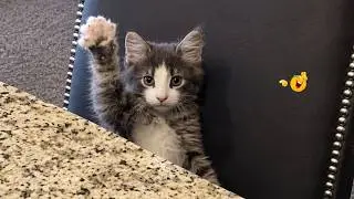 Funny Cat Videos 2026 🐈 | The Most Hilarious Cat Moments Ever Caught On Camera 🤣🐱
