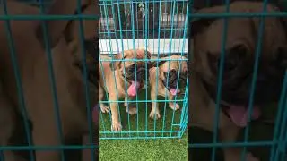 Trại Ch&oacute; B&igrave;nh Dương - bầy Pug mập &uacute; si&ecirc;u cute 0933 35 4567