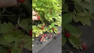 Земляника с нереальной урожайностью#shorts #garden #gardening #nature