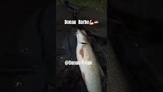 Wider eine m&auml;chtige Donau Barbe @Donau-Freak   #donau #fishing #jigfreak #carp #karpfenangeln
