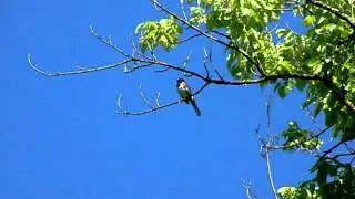 Eastern Towhee singing