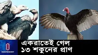 এমন শকুন সহজে দেখা মেলে না ll Vulture ll Moulovibazar