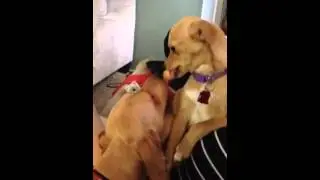 Two pups, one pop