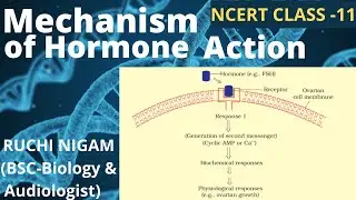 MECHANISM OF HORMONE ACTION | NCERT Class 11 | NEET 2020 [Hindi]