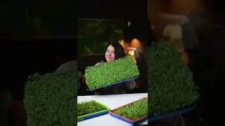 Grow a Tray of Microgreens in Six Days | Bootstrap Farmer
