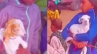 Poor boy selling cute baby goats in maveshimandi