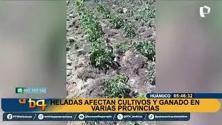 Heladas golpean Hu&aacute;nuco: miles de cultivos y ganado afectados en provincias altoandinas