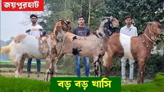বড় বড় খাসি ও তোতাপুরি ছাগল বিটল ছাগল কিনুন জয়পুরহাটের ক্ষেতলাল থেকে Big Khasi 