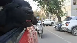 Pupper does the enjoy