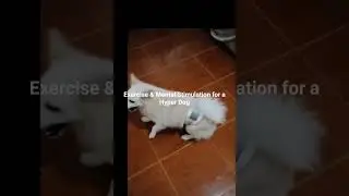Exercise & Mental Stimulation for a Hyper Dog             #shorts #short #viral #video #dog #youtube