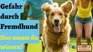 Skills die jeder braucht, aber alle vergessen: Wie gehe ich mit einem fremden Hund um?