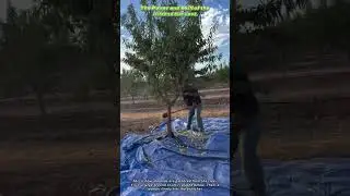 The Power and Skill of the Almond Harvest