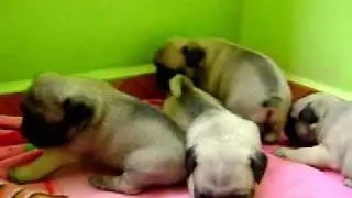 PERROS PUG CACHORROS
