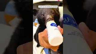 A photographer saved an abandoned baby bear #shorts