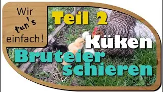 #2 Geflügel Naturbrut Küken, Bruteier schieren, Küken schlüpfen | Wir tun's einfach!