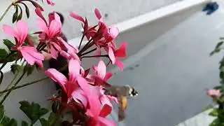 Sfinge Colibr&igrave;
