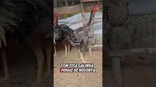 Vendas de Ovos galados &Iacute;ndio Gigante linhagens #&iacute;ndiogigante #ovos #ovosferteis #galo #aves #ovosgal
