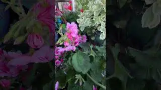 Disfrutando de mi bella planta 🌱 #geranio#garden#flower#garden#youtubeshorts