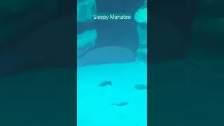 Sleepy manatee at Epcot #animals #manatee #aquarium #animalshorts #disneyworld #nature #zoo