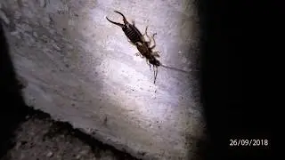 Forficula auricularia, the common earwig or European earwig,
