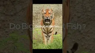 Do Big Cats Eat Fish?