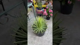 Agave Stricta The Hedgehog Agave #Shorts #AgaveStricta #Polycarpic #Gardening