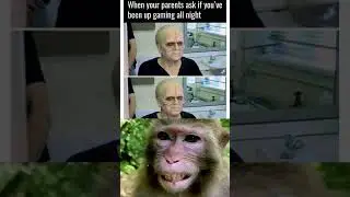 Monkey Reacts to the Most Viral Memes of the Year