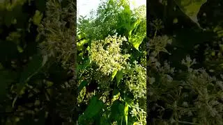 Mikania micrantha | Bitter Vine | Farhad Ahmed #Shorte