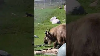 Majestic Takin in the Field 🐂 | Rare Himalayan Animal