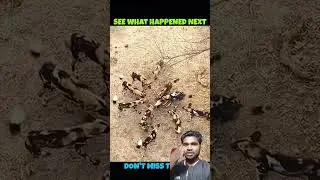 Honey badger survive  wild dog attack #animals