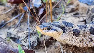 Hogtober Is Here!! Hognose Snakes In SW Georgia!!