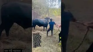#viral #shortvideo #street #animals #shortvideo #shortvideo #viral #animals #helping #cow #street