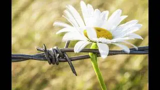 Wise Intention Meditation (Equanimity)