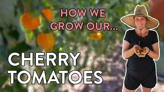 Guide to Growing Cherry Tomatoes: Zone 9 & 10 Gardening