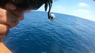 Daiwa Lexa400  phenix abyss 8foot￼