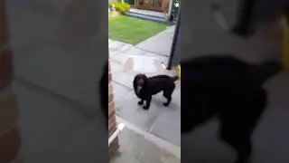 Spaniel Bella goes all out to please love's her work ,doors are sealed no help from anyone 🙄😒😎😒🐕💖
