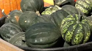 Prairie Yard & Garden | Ask The Arboretum Experts | Pumpkins and Squash for Small Spaces