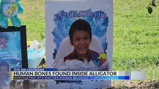 Human bones found inside alligator